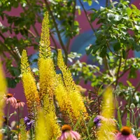 Gardening with the RHS artwork