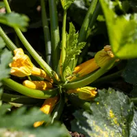 Gardening with the RHS artwork