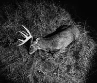 Truth From The Stand Deer Hunting Podcast artwork