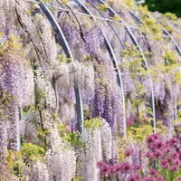 Gardening with the RHS artwork