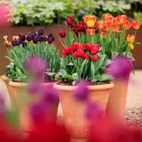 Gardening with the RHS artwork
