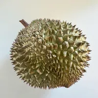 Gastropod artwork