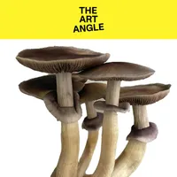 The Art Angle artwork