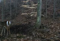 Truth From The Stand Deer Hunting Podcast artwork