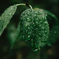 Sleepy Rain artwork