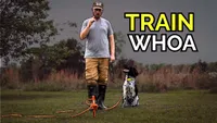Gun Dog It Yourself artwork