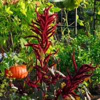 Gardening with the RHS artwork