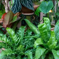 Gardening with the RHS artwork