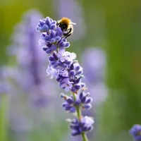 Gardening with the RHS artwork