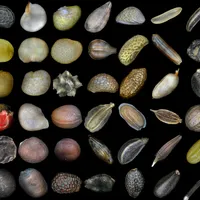 Gastropod artwork