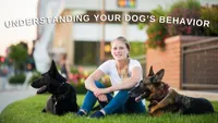 Gun Dog It Yourself artwork