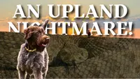 Gun Dog It Yourself artwork