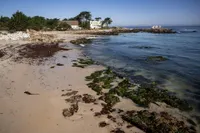 KQED's The California Report artwork