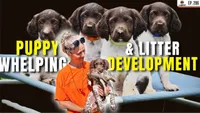 Gun Dog It Yourself artwork