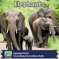 Everything Everywhere Daily: History, Science, Geography & More artwork