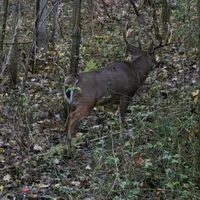 Truth From The Stand Deer Hunting Podcast artwork