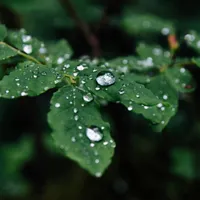 Sleepy Rain artwork