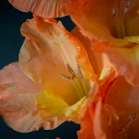 Gardening with the RHS artwork