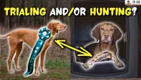 Gun Dog It Yourself artwork