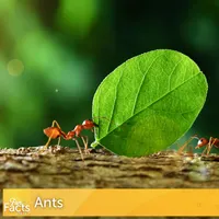 Fun Facts Daily artwork