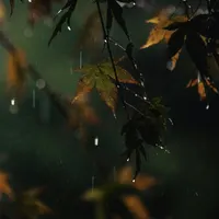 Sleepy Rain artwork