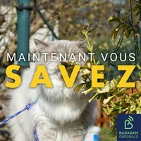 Maintenant, vous savez artwork