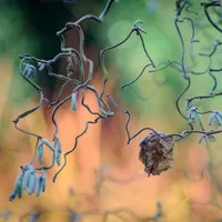 Gardening with the RHS artwork