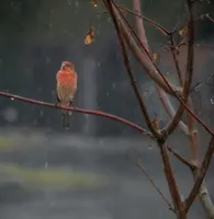 Sleepy Rain artwork