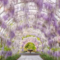 Gardening with the RHS artwork