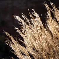 Gardening with the RHS artwork