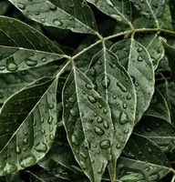 Sleepy Rain artwork