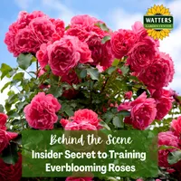 Top 10 Gardener the Ultimate Garden Blueprint with Ken & Lisa artwork