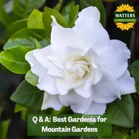 Mountain Gardener with Ken & Lisa artwork
