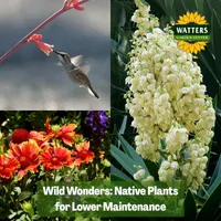 Mountain Gardener with Ken & Lisa artwork
