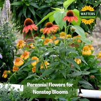 Mountain Gardener with Ken & Lisa artwork