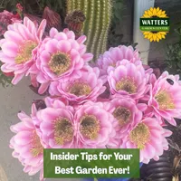 Mountain Gardener with Ken & Lisa artwork