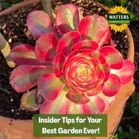 Top 10 Gardener the Ultimate Garden Blueprint with Ken & Lisa artwork
