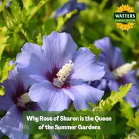 Top 10 Gardener the Ultimate Garden Blueprint with Ken & Lisa artwork