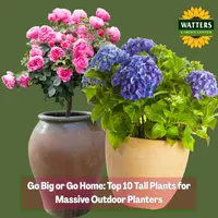 Top 10 Gardener the Ultimate Garden Blueprint with Ken & Lisa artwork