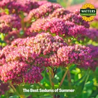 Top 10 Gardener the Ultimate Garden Blueprint with Ken & Lisa artwork