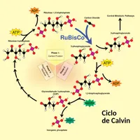 La Brújula de la Ciencia artwork