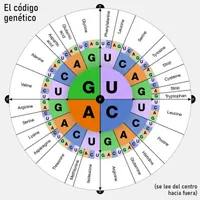 La Brújula de la Ciencia artwork