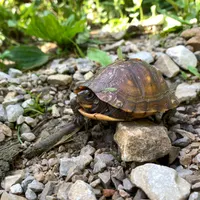 Backyard Ecology™ artwork