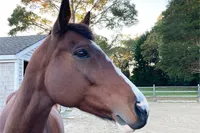 Stall and Stable: Ideas for Happy Horsekeeping artwork
