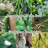 Propaganda By The Seed artwork