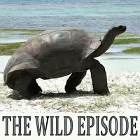 The Wild Episode artwork