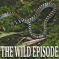 The Wild Episode artwork