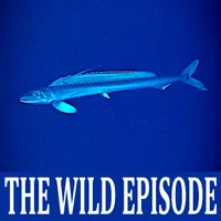 The Wild Episode artwork