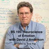 Brain Science with Ginger Campbell, MD: Neuroscience for Everyone artwork