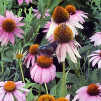Backyard Ecology™ artwork